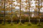 Iceland. Geothermal activity can be seen behind the row of Aspen trees in the valley of Haukadalur. Art Print